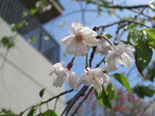 しだれ山桜の花
